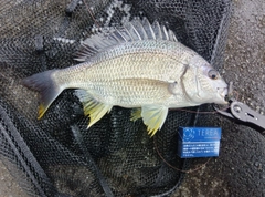 キビレの釣果