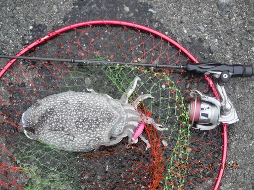 シリヤケイカの釣果