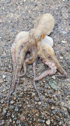 タコの釣果