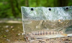 ヤマメの釣果