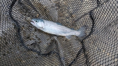 レインボートラウトの釣果