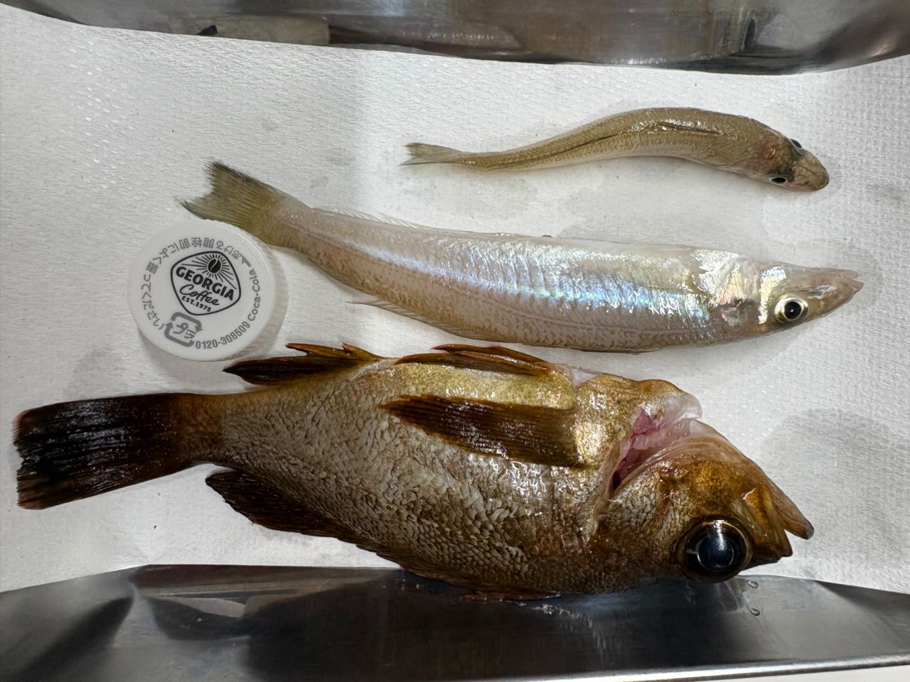シロギスの釣果写真