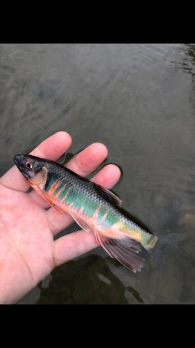 釣果