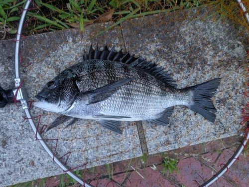 チヌの釣果