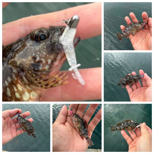 ガシラの釣果