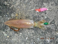 ケンサキイカの釣果