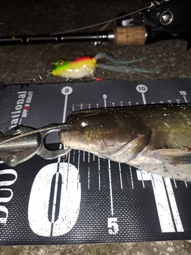ナマズの釣果