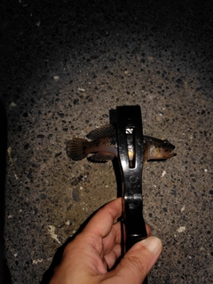 ハゼの釣果