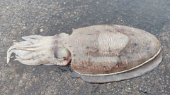 モンゴウイカの釣果