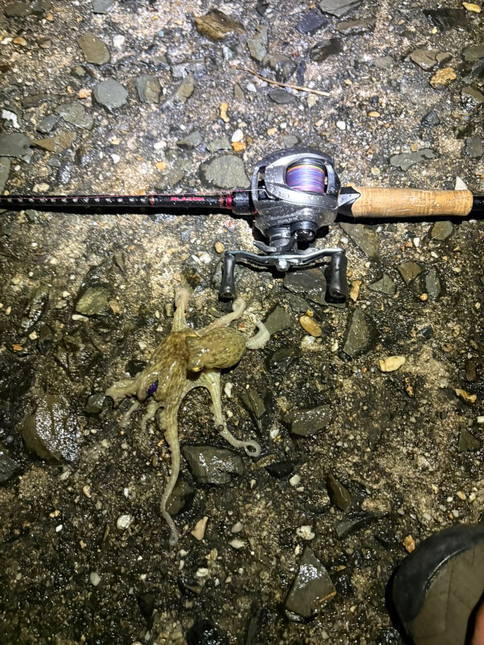 マダコの釣果写真