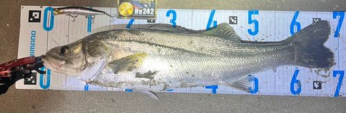 シーバスの釣果