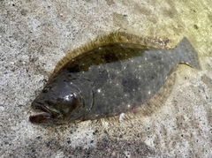 ヒラメの釣果