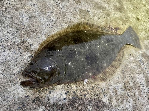 ヒラメの釣果