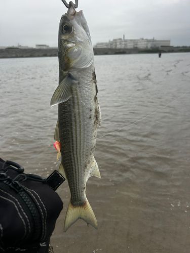 ボラの釣果