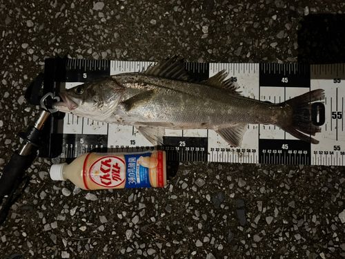 シーバスの釣果
