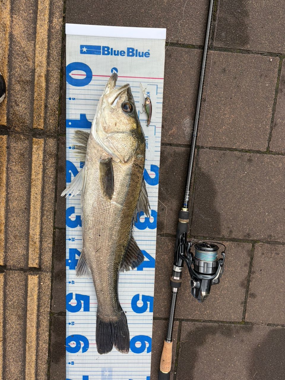 スズキ・クロダイの釣果写真