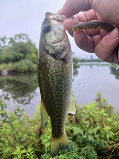 ラージマウスバスの釣果