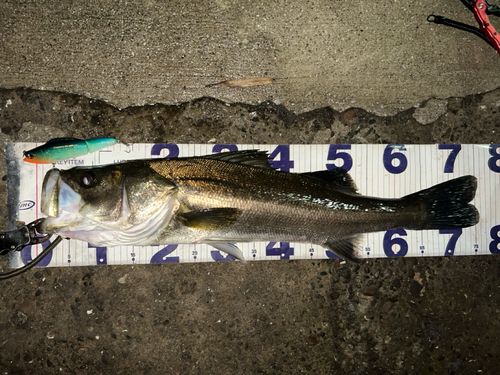 シーバスの釣果