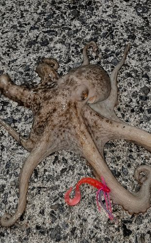 マダコの釣果