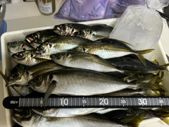 アジの釣果