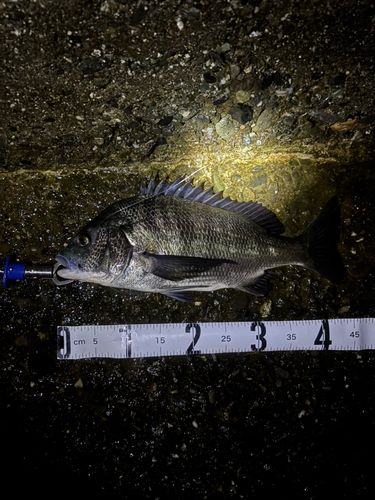 チヌの釣果