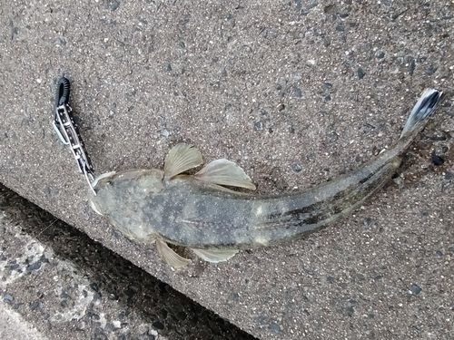 コチの釣果