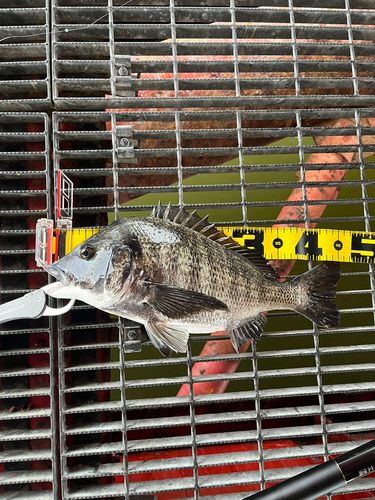 チヌの釣果