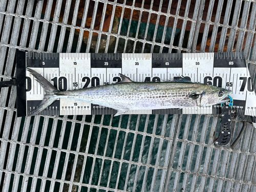 サゴシの釣果