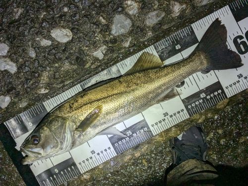 フッコ（マルスズキ）の釣果