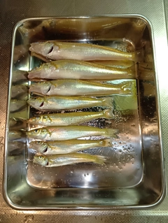 キスの釣果
