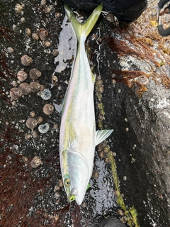 ワラサの釣果