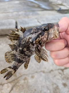 タケノコメバルの釣果