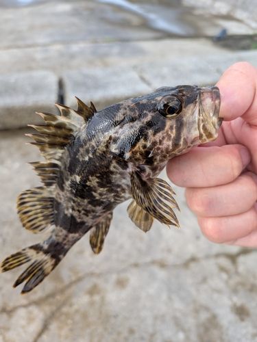 タケノコメバルの釣果