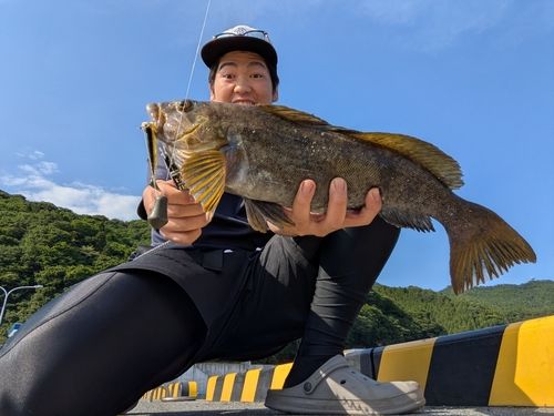 アイナメの釣果