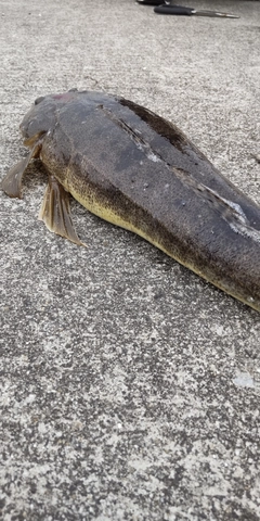 マゴチの釣果