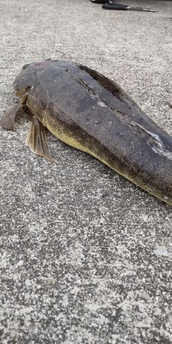 マゴチの釣果