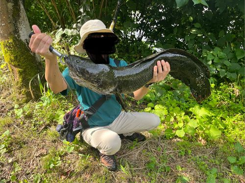 ライギョの釣果