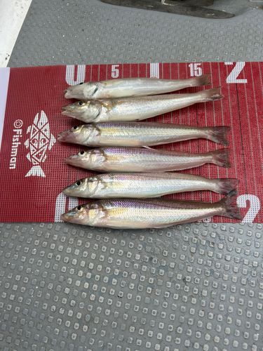 シロギスの釣果