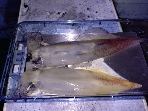 ケンサキイカの釣果