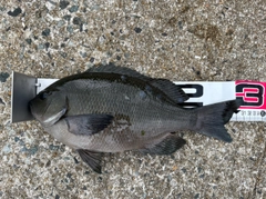 クロの釣果