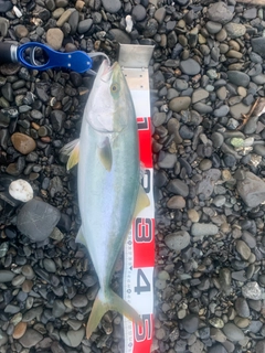 イナダの釣果