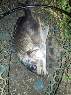 キビレの釣果