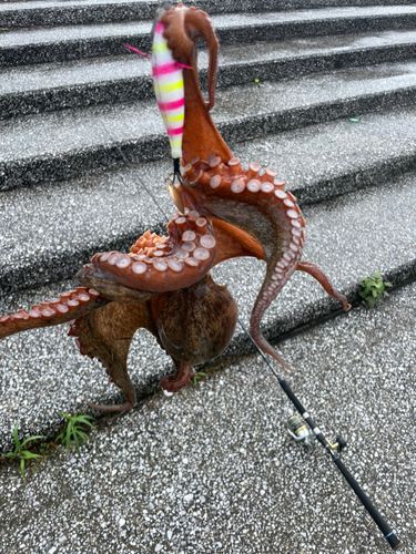 マダコの釣果