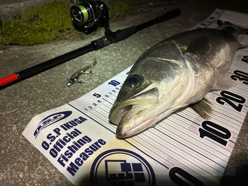 シーバスの釣果