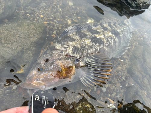 アイナメの釣果