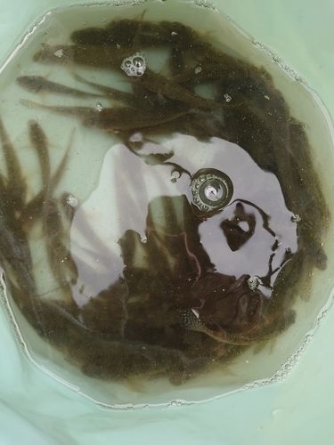 マハゼの釣果