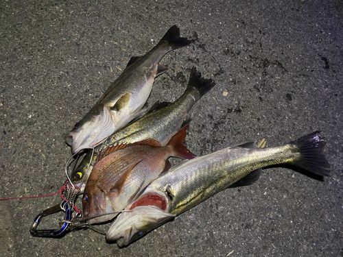 マダイの釣果