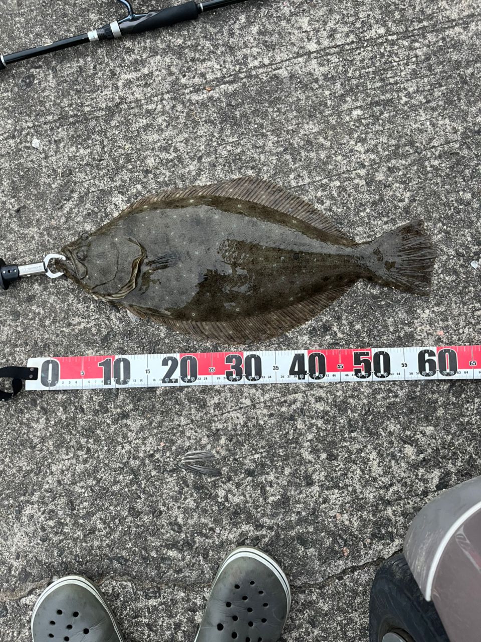 ヒラメの釣果写真