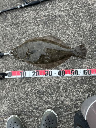 ヒラメの釣果
