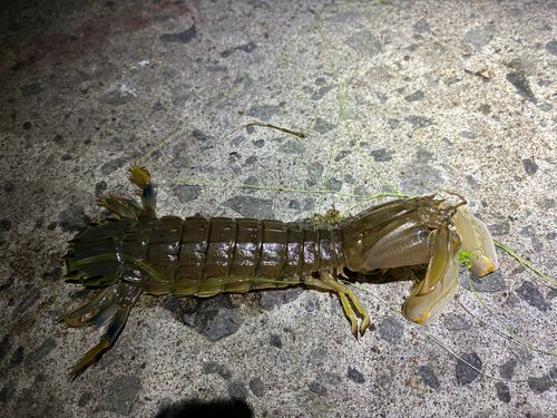 シャコの釣果
